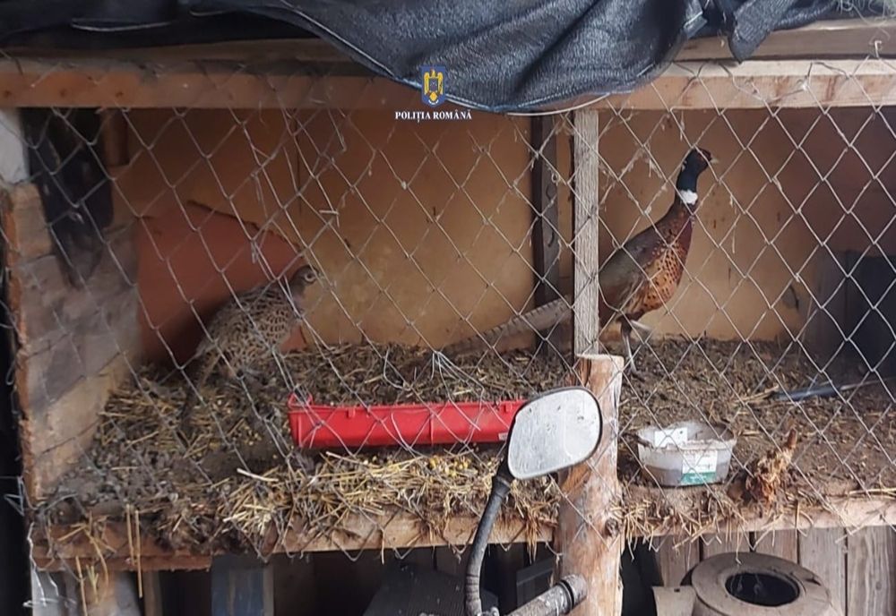 video: Ce au găsit polițitii în urma perchezițiilor la domiciliul unui bărbat din satul Pitulați
