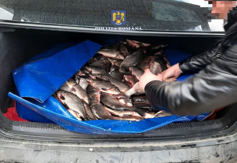 Percheziții în Brăila și Gropeni la persoane bănuite pentru fapte de braconaj piscicol