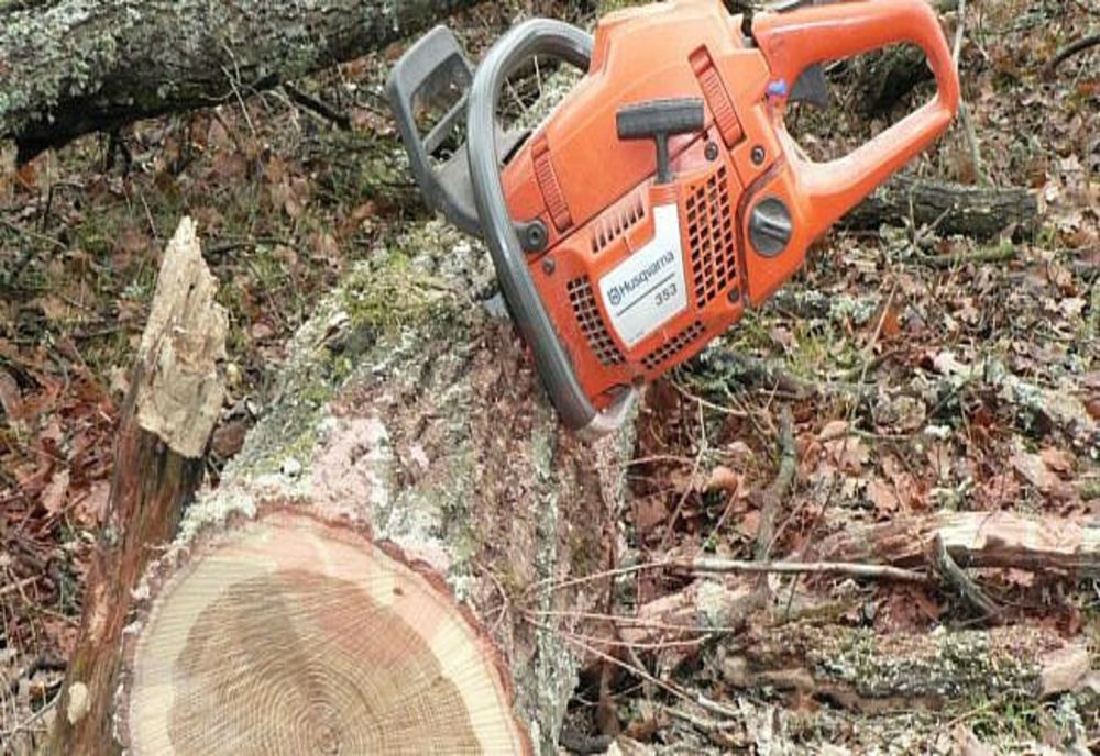 Un bărbat și doi minori depistați în flagrant de polițiștii de la Transporturi Brăila în timp ce tăiau 18 arbori din liziera de protecție CFR