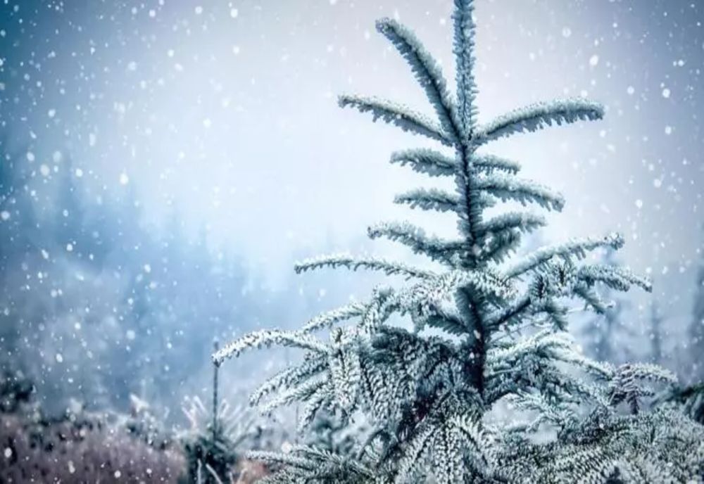 COD GALBEN de ninsori, viscol și polei - HARTA