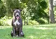 Un pitbull a pus pe jar autoritățile