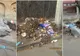Brai-Cata, sancționată de 3 ori de Poliția Locală! Operatorul nu își mai face datoria!