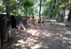 DSV Brăila dezminte că animalele din Grădina Zoo de la Brăila nu sunt îngrijite cum trebuie