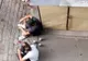 Sancțiuni aplicate de Poliția Locală Brăila pentru tulburarea liniștii și ordinii publice