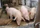 Numărul focarelor de pestă porcină în județul Brăila a crescut la 22