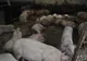 Două noi focare de PPA în județul Brăila