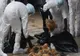 Primul focar de gripă aviară în România