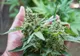 IPJ Brăila - recoltă de cannabis săltată de polițiști