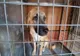 Brăila: 20 de câini salvați de polițiști de la Biroul pentru Protecția Animalelor