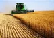 Agroindustriala Râmnicelu a câștigat licitația pentru concesionarea de la ADS a unui teren de 1.344 ha de teren agricol în zona Gropeni-Stăncuța