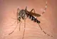 Cei doi pacienţi din județul Brăila confirmați ca fiind infectaţi cu virusul West Nile au decedat