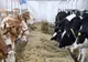 TRANSPORTUL ANIMALELOR VII ȘI PRODUSELOR DE ORIGINE ANIMALĂ DIN UNGARIA, INTERZIS ÎN ROMÂNIA