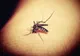 INSP: 27 DE CAZURI DE INFECŢIE CU VIRUSUL WEST NILE DIN 3 IUNIE; TREI DECESE