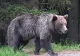 Bărbat atacat de urs în Mureș, după ce mașina a lovit animalul. Victima rămâne internată