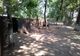 DSV Brăila dezminte că animalele din Grădina Zoo de la Brăila nu sunt îngrijite cum trebuie