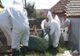 Numărul focarelor de pestă porcină africană în creștere în județul Brăila