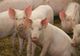 Evoluția Peste Porcine Africane în județul Brăila