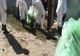 Focar de Pestă Porcină Africană în satul Voinești, comuna Măxineni