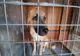 Brăila: 20 de câini salvați de polițiști de la Biroul pentru Protecția Animalelor