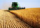 Agroindustriala Râmnicelu a câștigat licitația pentru concesionarea de la ADS a unui teren de 1.344 ha de teren agricol în zona Gropeni-Stăncuța