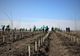 Romsilva înfiinţează alte 60 de hectare de perdele forestiere de protecţie, în judeţele Călăraşi şi Brăila