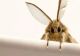 Trucul care te scapă de molii definitiv și îți parfumează hainele. Pune pe fugă supărătoarele insecte fără să recurgi la naftalină