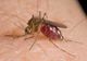 NUMĂRUL CAZURILOR DE INFECȚIE CU VIRUSUL WEST NILE A AJUNS LA OPT ÎN ROMÂNIA